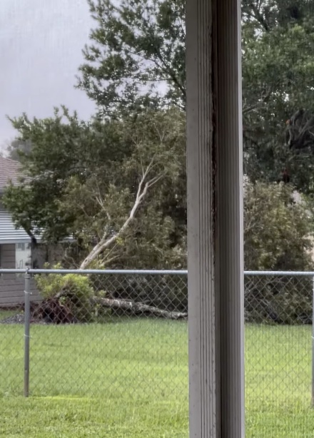Uprooted tree in Summerfield - Christine Lanzillotti