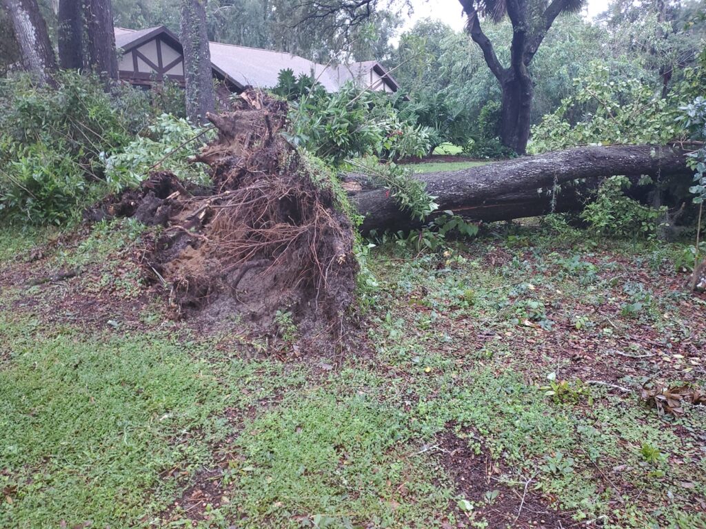 Hurricane Milton Uprooted tree in back yard Michelle Penny