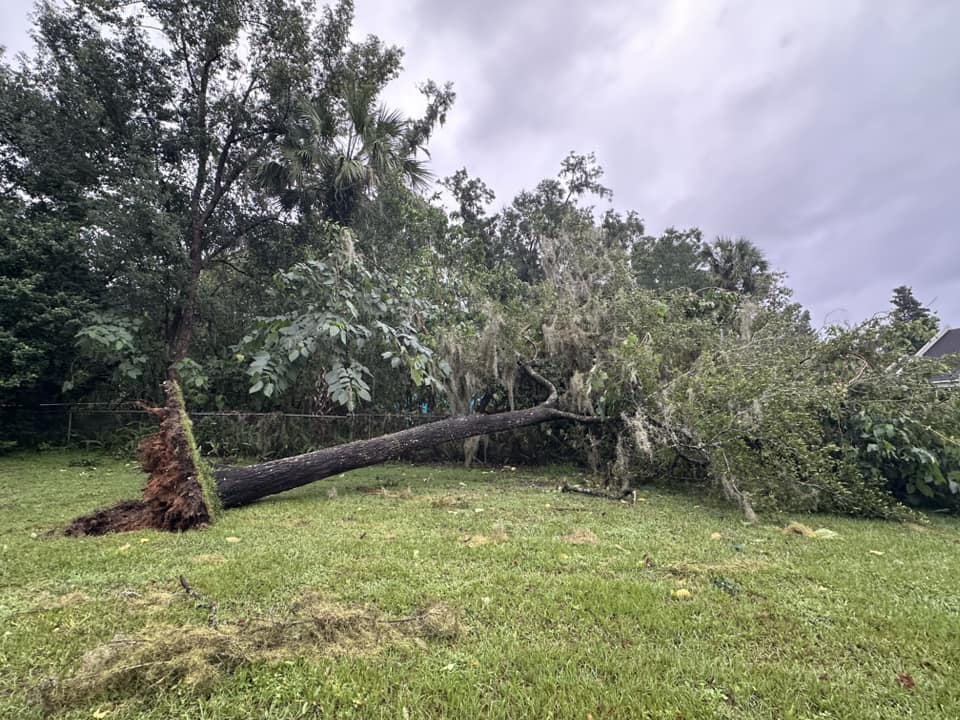 Hurricane Milton Uprooted tree in back yard Suzanne Gilbert