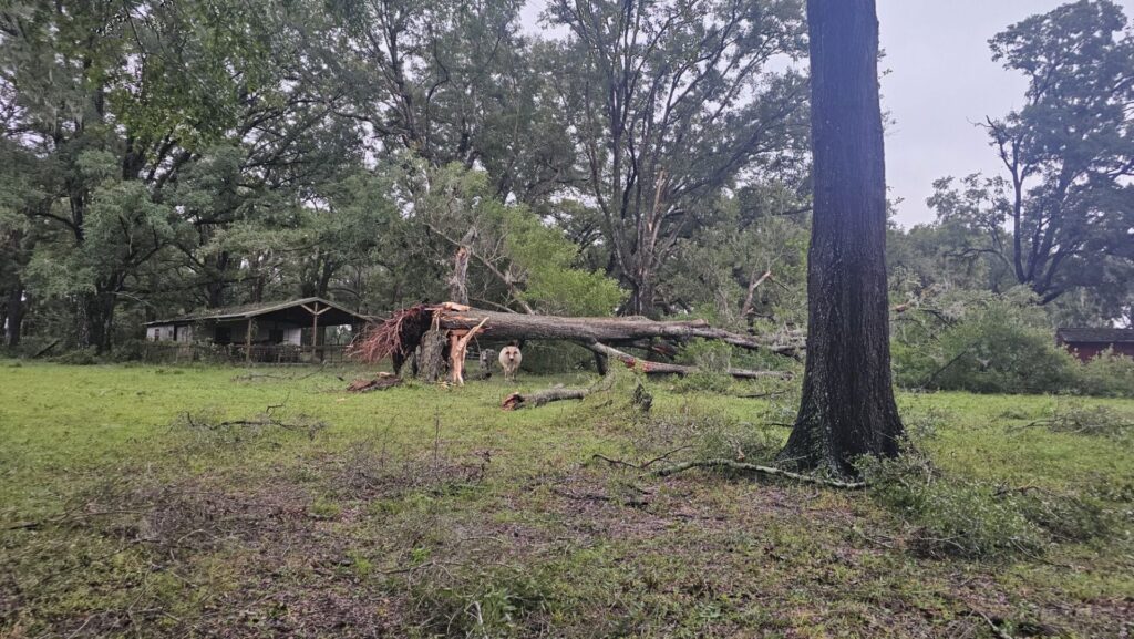 Hurricane Milton Uprooted tree near the Florida Horse Park Kymberly Cummings