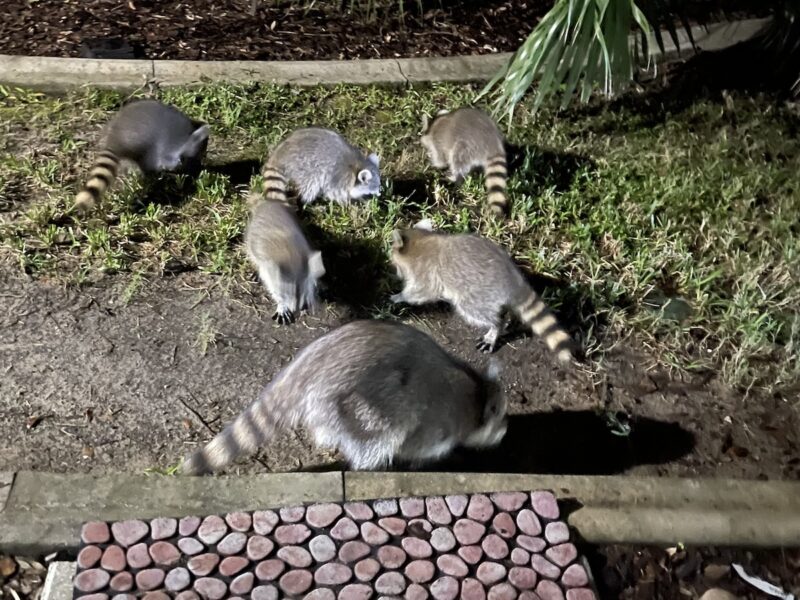 Mother raccoon with babies in Marion Oaks