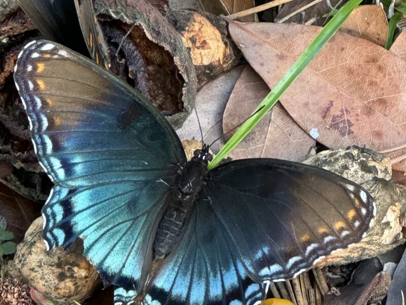 Red-spotted purple butterfly in SW Ocala