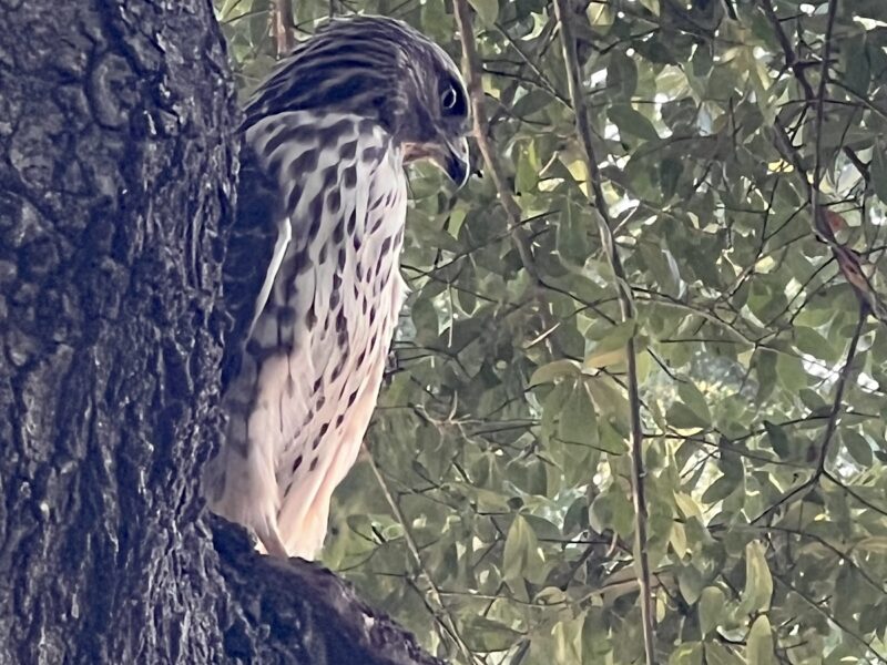 Red-tailed hawk visiting home in Ocala