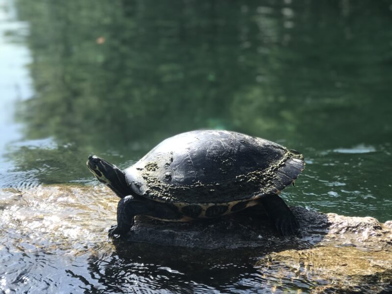 Turtle sunning on Rainbow River