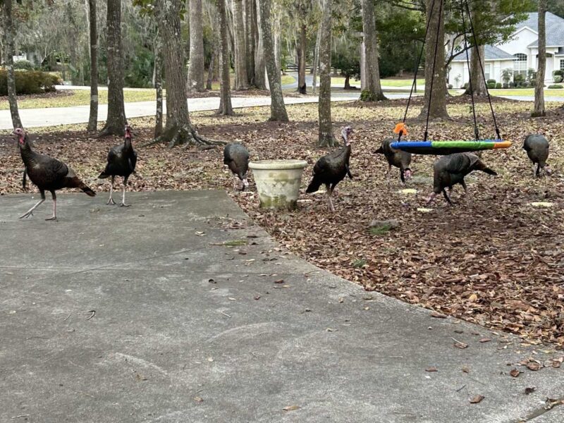 Wild turkeys visiting home in Ocala