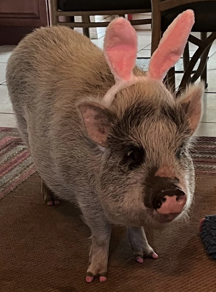 Ollie is one of the pot-bellied pigs living at the property.