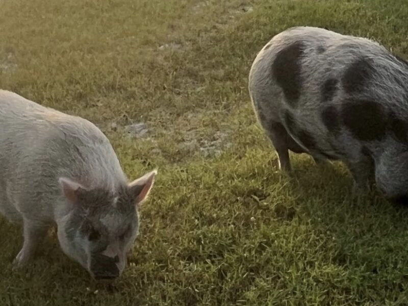 A local resident will seek approval from Marion County commissioners to keep two pot-bellied pigs on her property in Salt Springs.