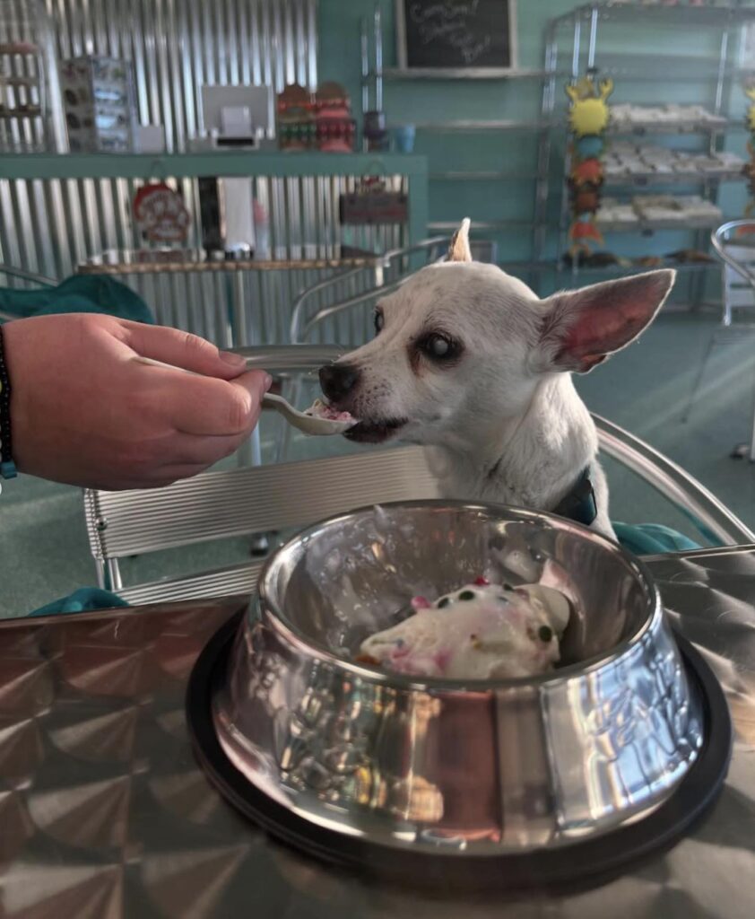 One of the many furry customers at Salty Paws.