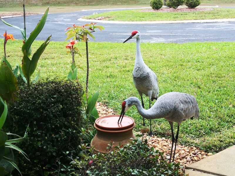 Sandhill cranes drinking water in Inverness