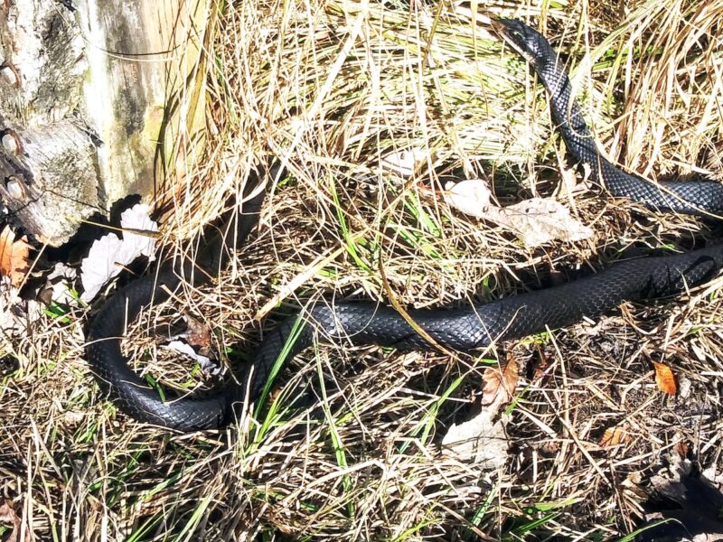 Southern black racer next to bike trail in Inverness
