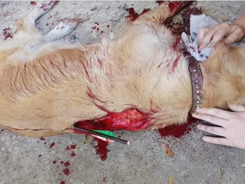 Bella, a Marion County family's dog, was shot and killed with an arrow on January 26. Detectives are searching for the suspects behind her death.