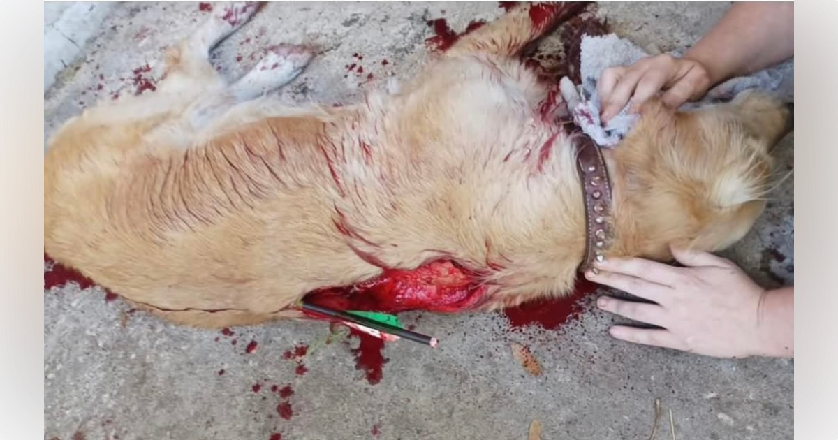 Bella, a Marion County family's dog, was shot and killed with an arrow on January 26. Detectives are searching for the suspects behind her death.