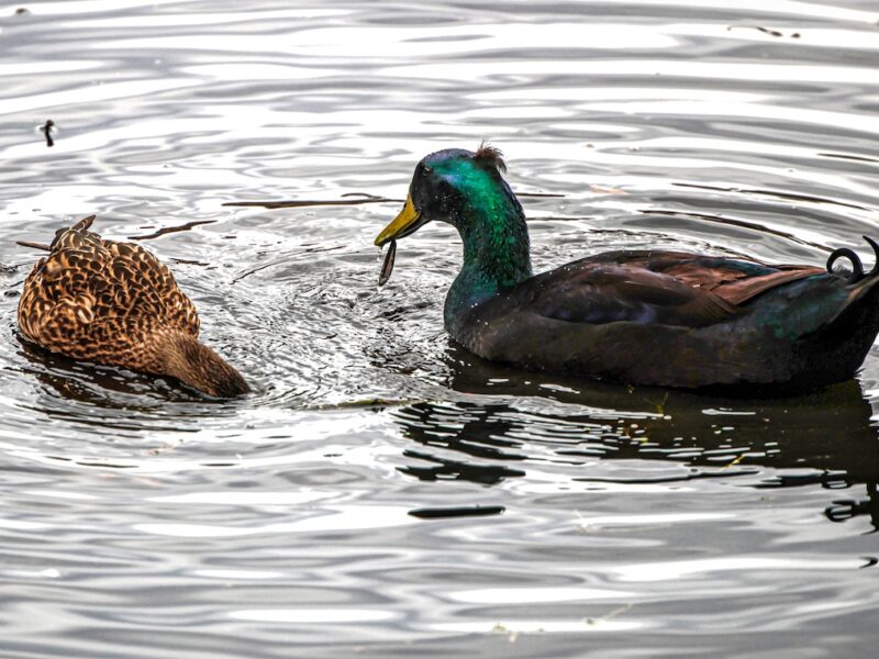 Ducks at Tuscawilla Park in Ocala