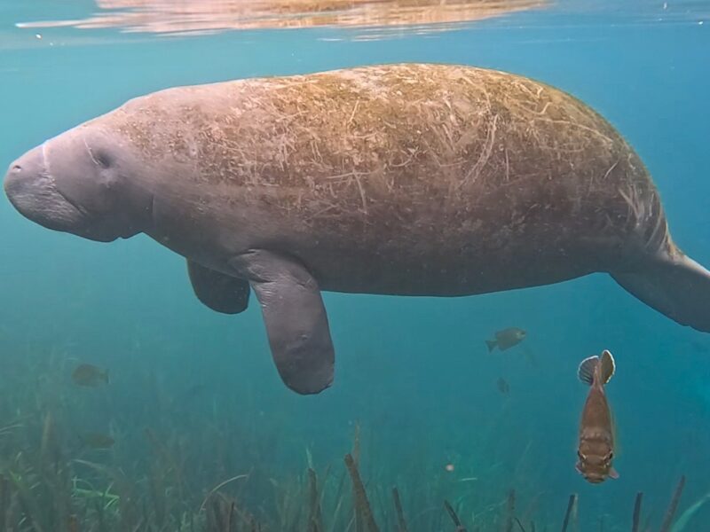 Manatee gliding gracefully through the Silver River