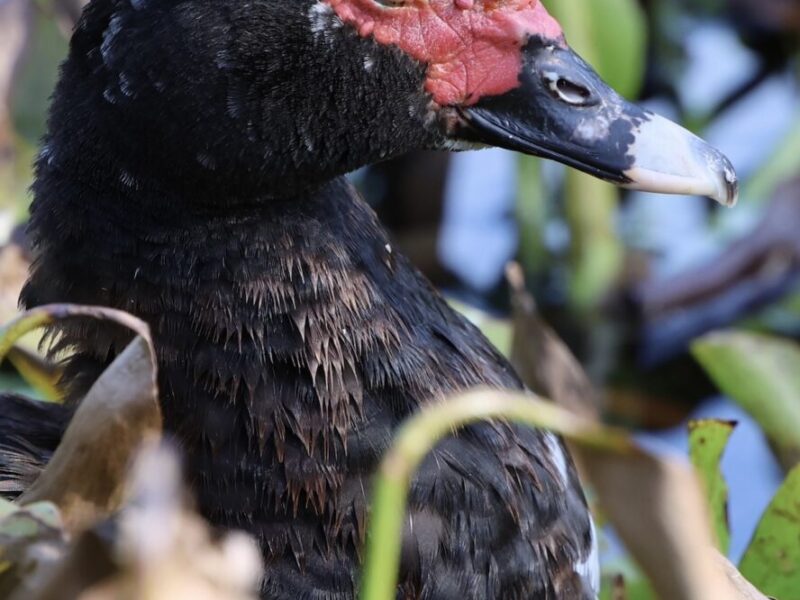 Muscovy duck enjoying cool weather at Highland Memorial Park