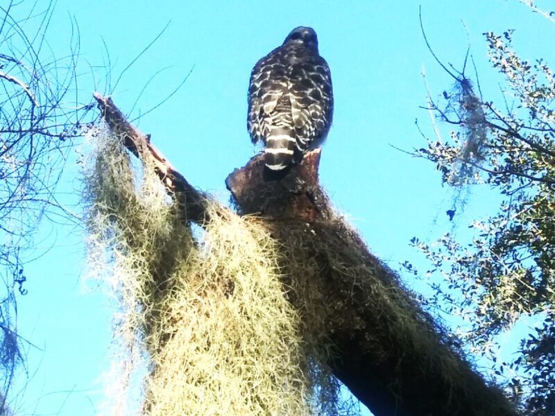 Red-shouldered hawk next to bike trail in Inverness