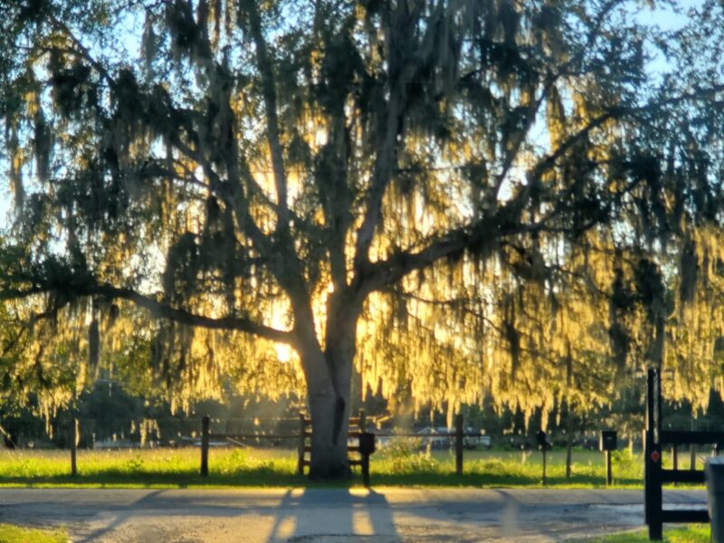 Tree at the end of the lane in Summerfield
