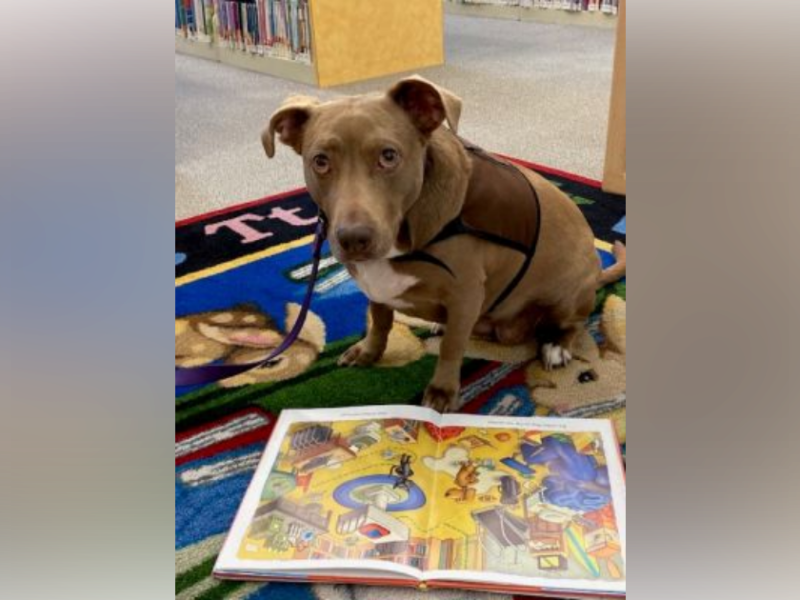 Dog Tales with Moka
