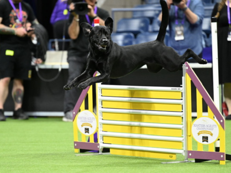 Nolan, a Labrador Retriever from Ocala, will compete in the most prestigious dog show in the world this week.