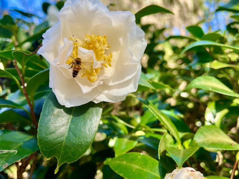 Bee visiting camellia flower in Ocala