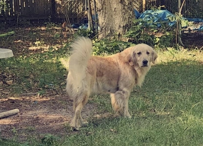 Bella in the backyard. The dog was killed by an arrow while she was walking home.