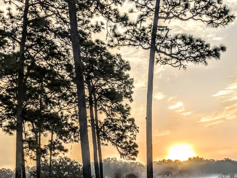 Early morning fog along State Road 200