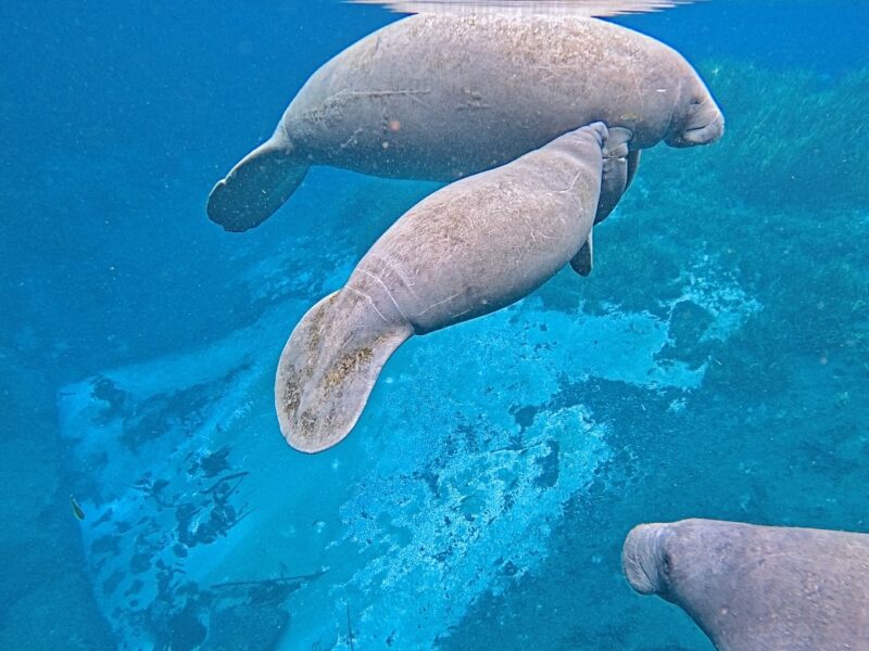 Manatee trio by Creature Spring in Silver Springs State Park