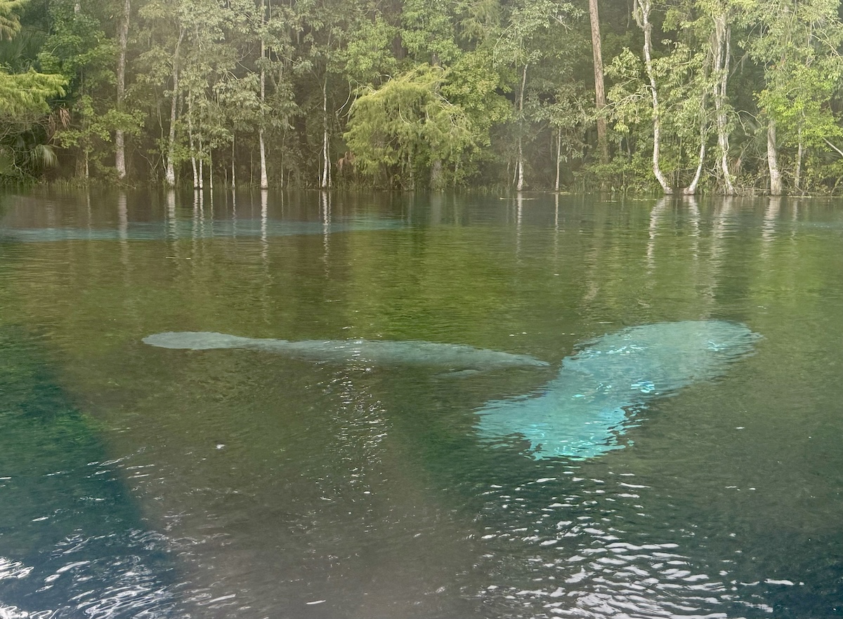 Manatees spotted on glass bottom boat tour at Silver Springs State Park Manatees spotted on glass bottom boat tour at Silver Springs State Park