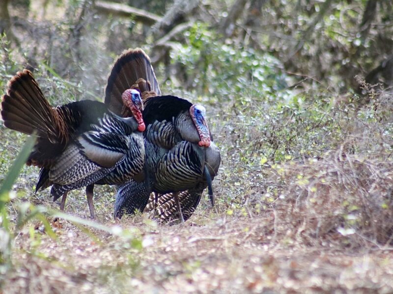 Wild turkeys sighted at Carney Island Recreation & Conservation Area