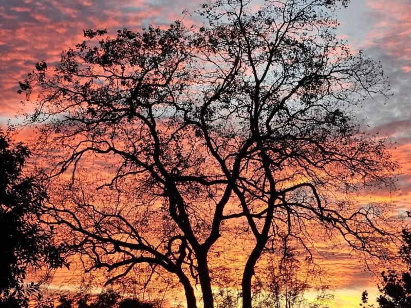 Amazing sunset at Majestic Oaks Ocala