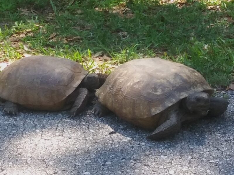 Gopher tortoises next to bike trail in Inverness