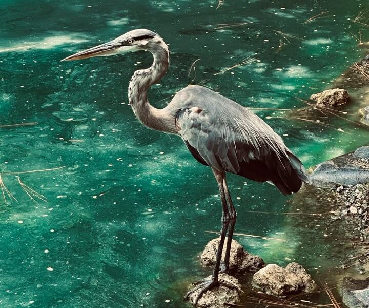 Great blue heron by water at Sholom Park
