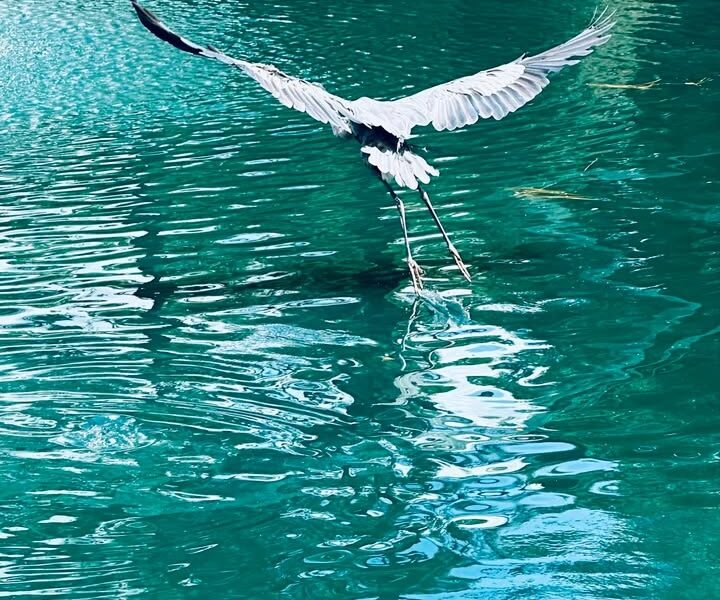Great blue heron gliding over water at Sholom Park