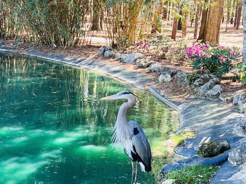 Great blue heron posing at Sholom Park