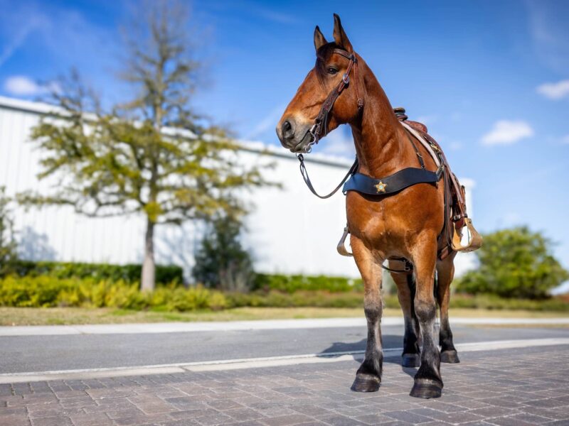 Justice, the newest member of the Marion County Sheriff s Office Mounted Unit
