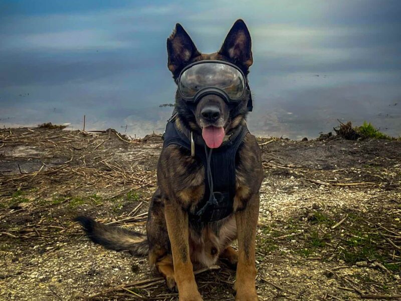 K-9 Deputy King is competing to become the Florida Sheriff's Association's Top Dog of 2025.