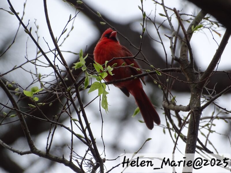 Northern cardinal perched in tree at Sholom Park