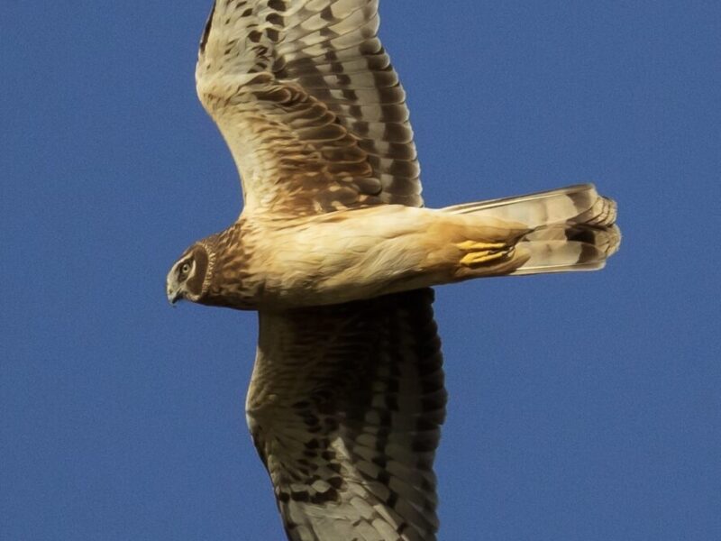 Northern harrier searches for meal over Ocala Wetland Recharge Park
