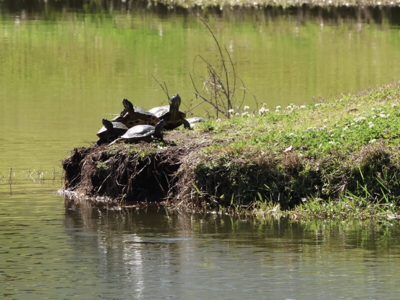 Turtles by water at S. Stanley Malever Nature Park