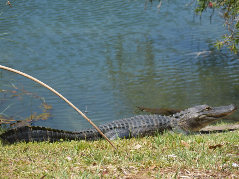 Gator