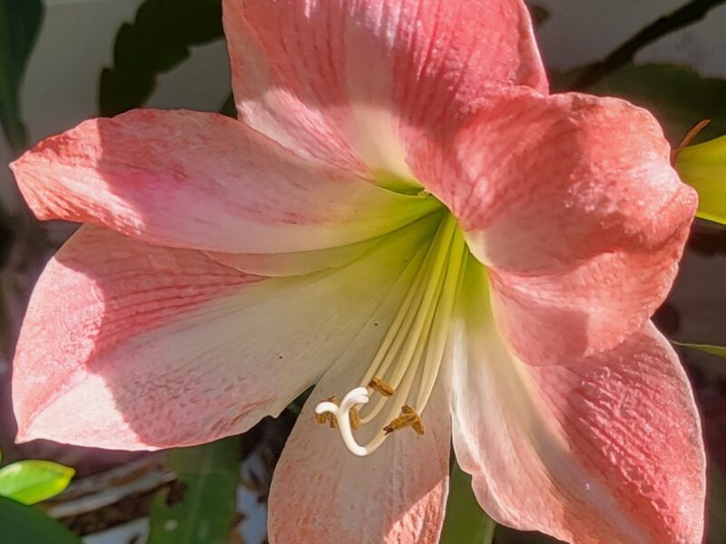 Amaryllis blooms in Ocala garden