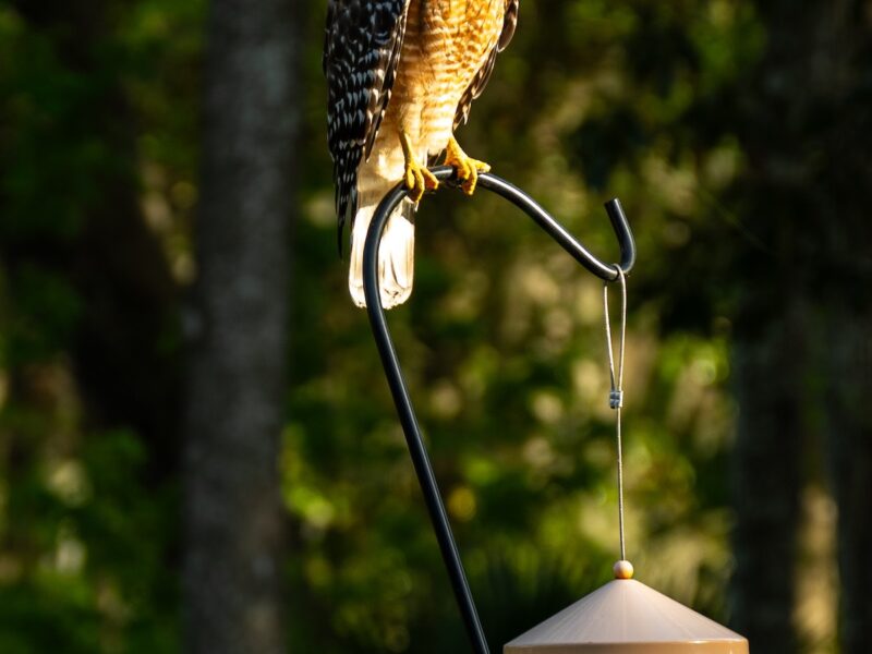 Beautiful red-shouldered hawk perched in SE Ocala backyard