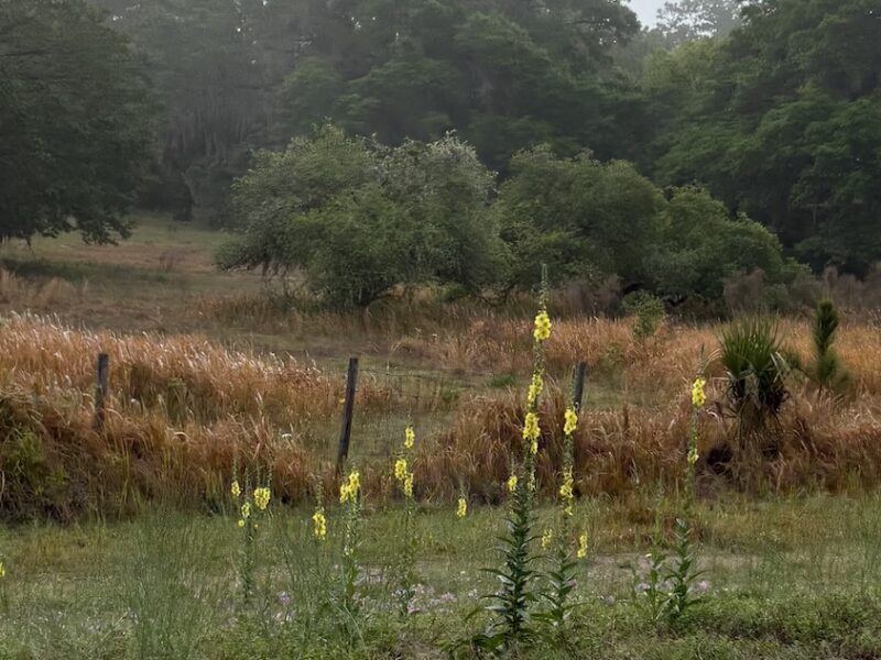 Beautiful spring flowers growing along the roadside in Ocklawaha
