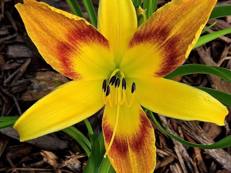 Early morning bloom of Tiger Swirl Daylily in Dunnellon hummingbird garden