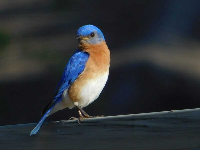 Eastern bluebird in Ocala’s Glynwood neighborhood