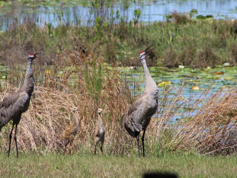 Newly hatched sandhill cranes at Smith Lake in Belleview