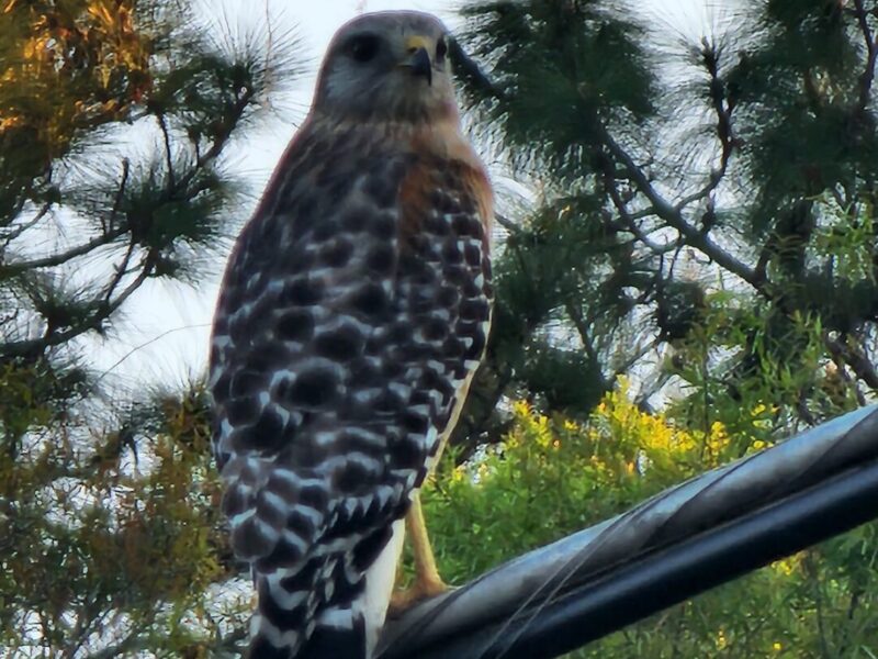 Red-shouldered hawk by Ocala’s Glynwood neighborhood