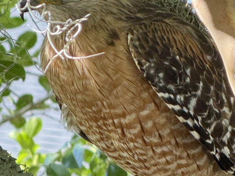 Red-shouldered hawk visits Ocala neighborhood