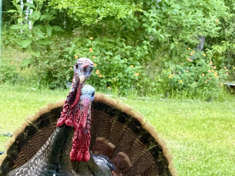 Wild turkeys visiting home in SW Ocala