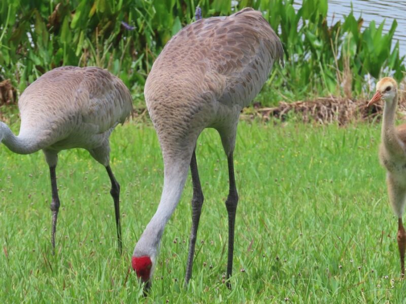 Baby sandhill crane and parents in Silver Springs Shores